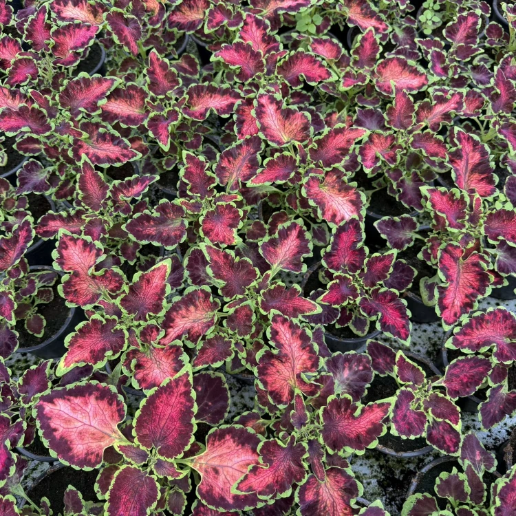 Coleus Colocha Rose Koleus Pokrzywka Ozdobna