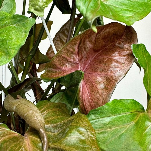 Syngonium Brocante Zroślicha P17 wisząca #2