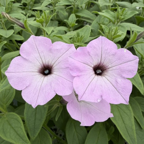 Supertunia Vista Cool Jazz
