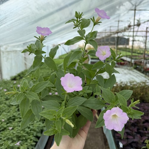 Supertunia Vista Cool Jazz