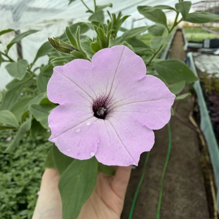 Supertunia Vista Cool Jazz