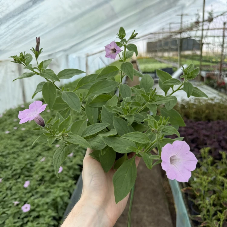 Supertunia Vista Cool Jazz