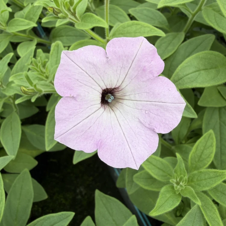 Supertunia Vista Cool Jazz