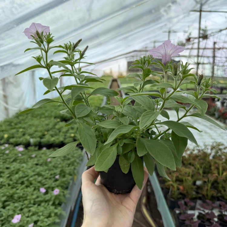 Supertunia Vista Cool Jazz