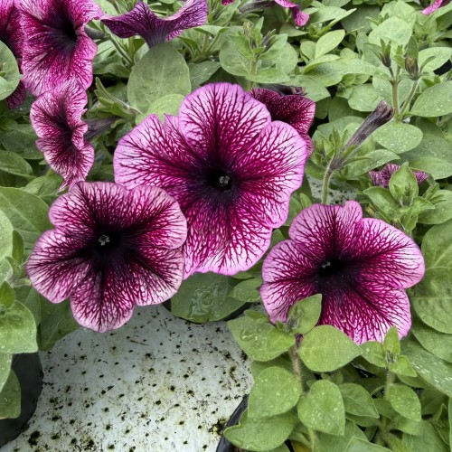 Surfinia Veranda Orchid Petunia Fioletowa