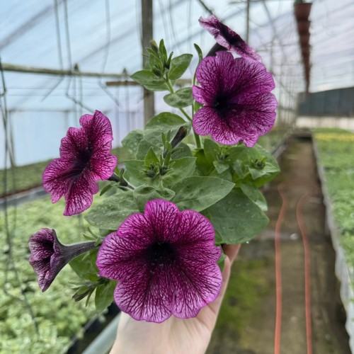 Surfinia Veranda Orchid Petunia Fioletowa