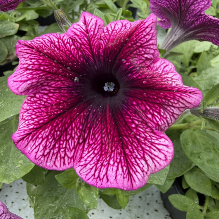 Surfinia Veranda Orchid Petunia Fioletowa