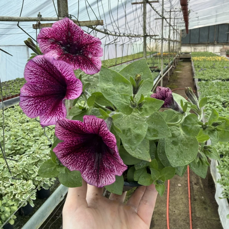 Surfinia Veranda Orchid Petunia Fioletowa