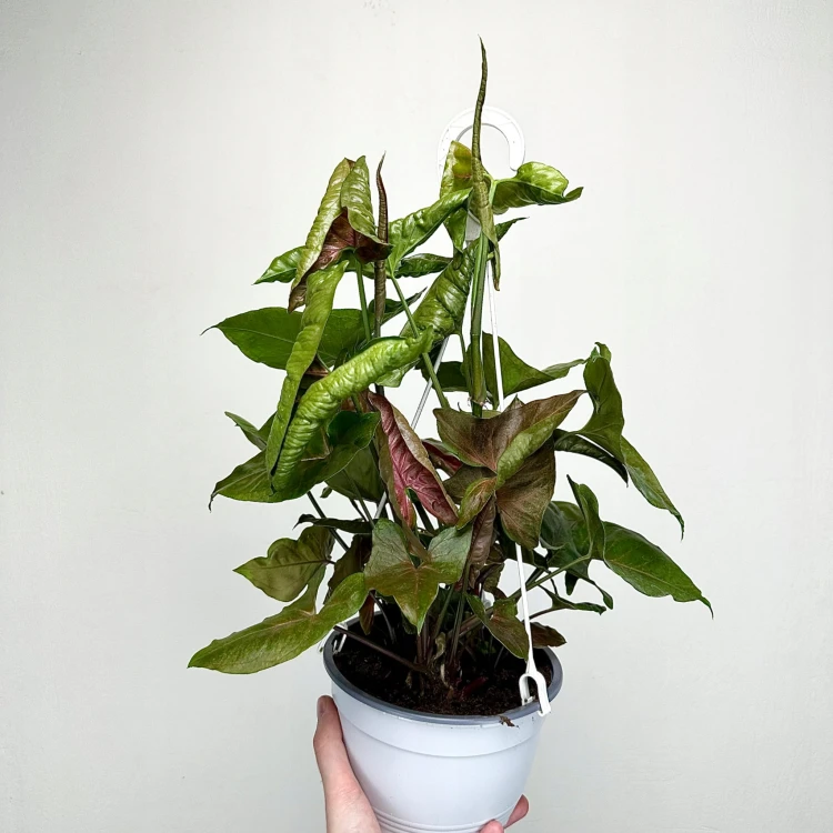 Syngonium Brocante Zroślicha P17 wisząca #3