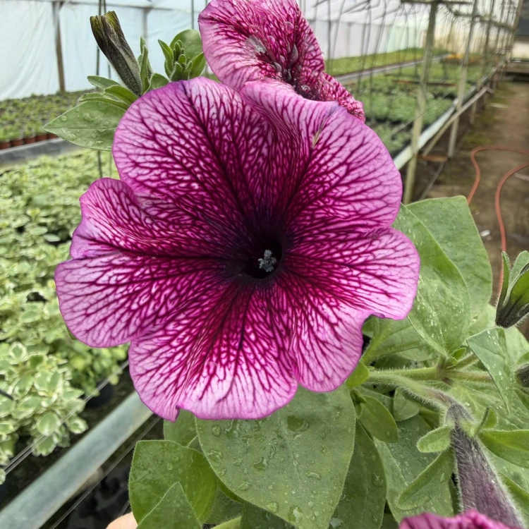 Surfinia Veranda Orchid Petunia Fioletowa