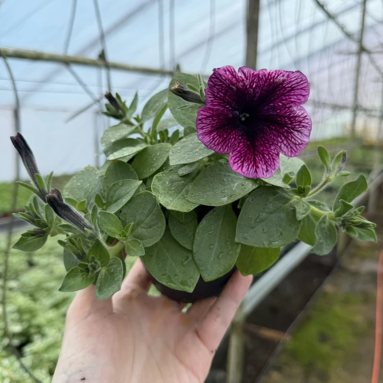 Surfinia Veranda Orchid Petunia Fioletowa