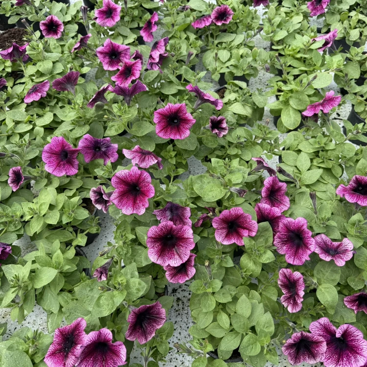 Surfinia Veranda Orchid Petunia Fioletowa