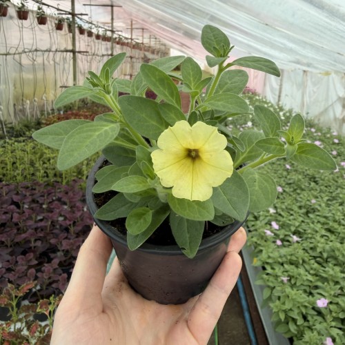 Supertunia Mini Vista Yellow