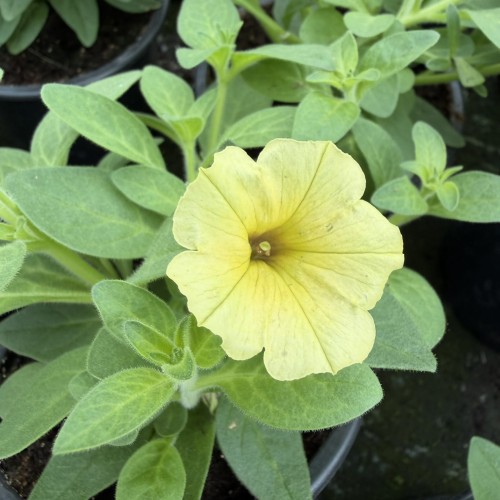 Supertunia Mini Vista Yellow