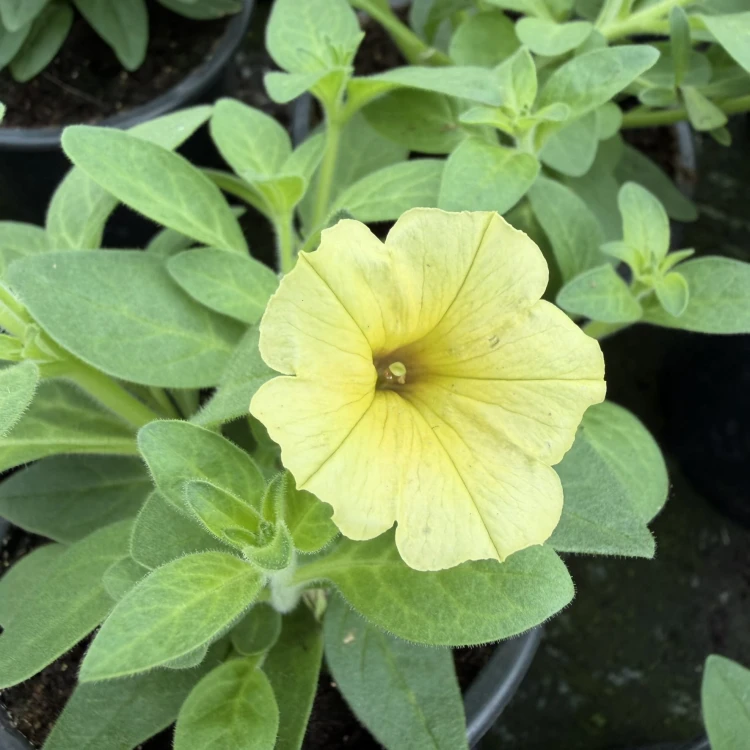 Supertunia Mini Vista Yellow