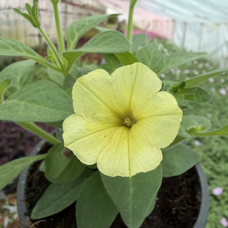 Supertunia Mini Vista Yellow