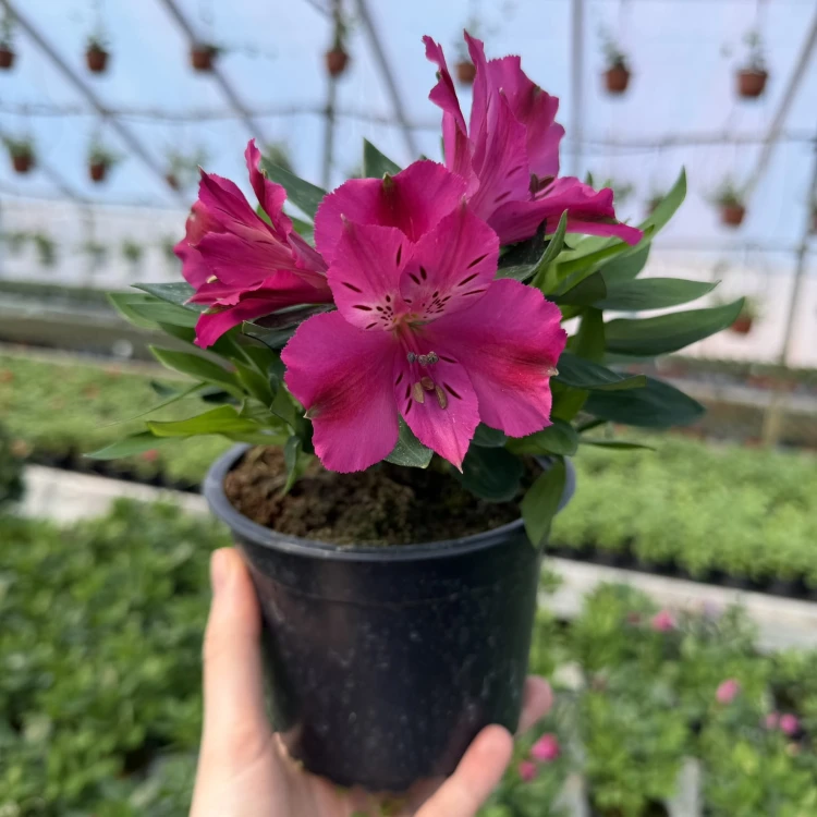 Alstroemeria Inticancha Machu Alstromeria