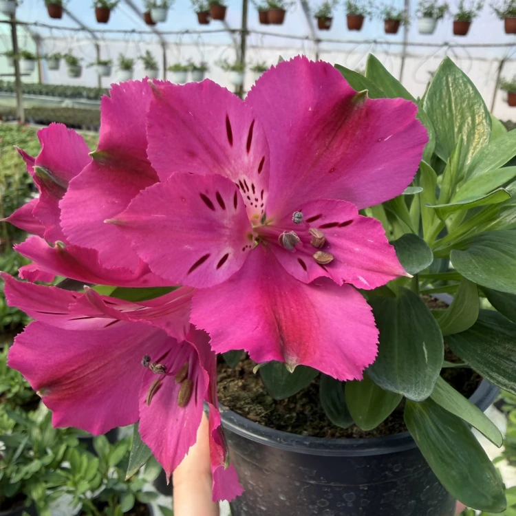 Alstroemeria Inticancha Machu Alstromeria