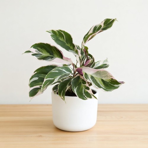 Calathea White Fusion Kalatea P11