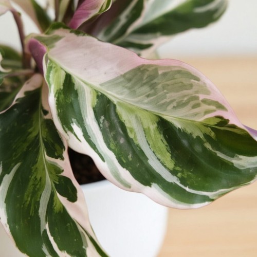 Calathea White Fusion Kalatea P11
