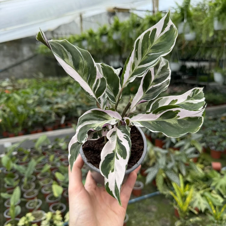 Calathea White Fusion Kalatea P11