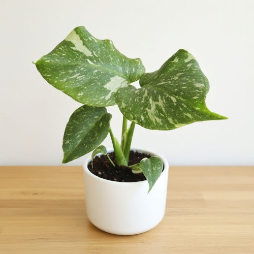 Monstera Thai Constellation P9