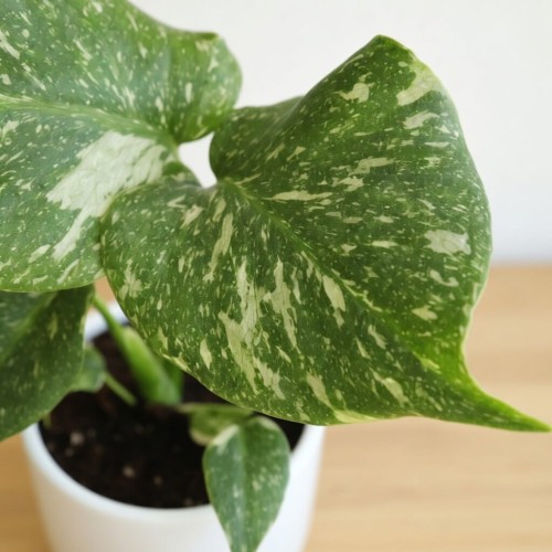 Monstera Thai Constellation P9