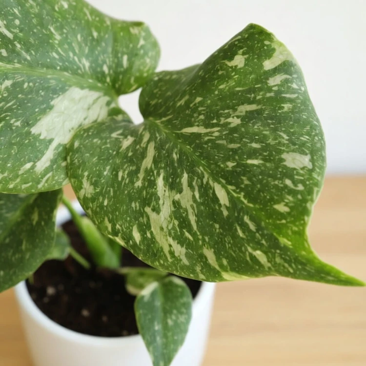 Monstera Thai Constellation P9