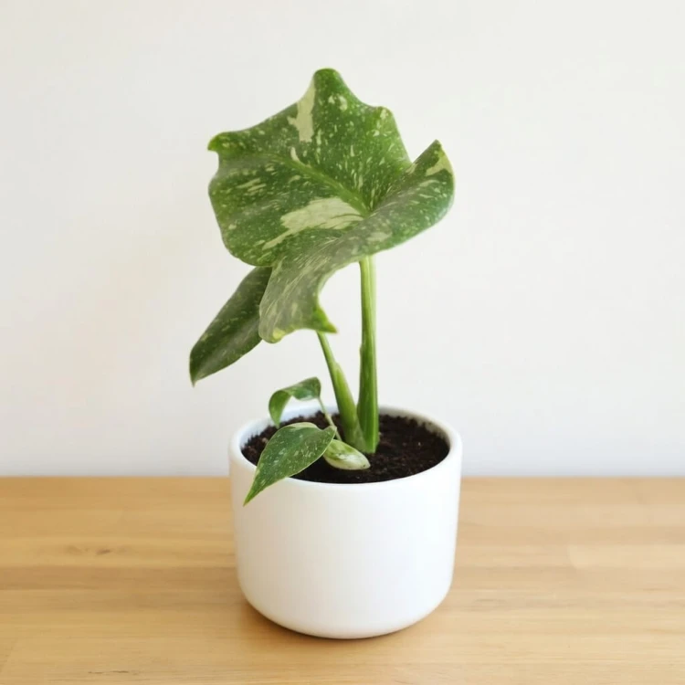 Monstera Thai Constellation P9
