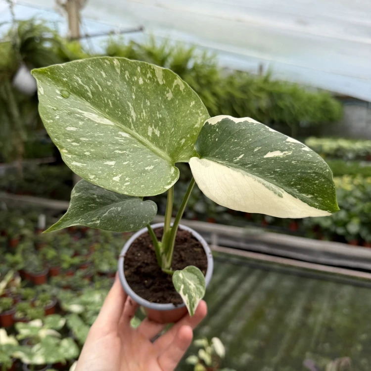 Monstera Thai Constellation P9