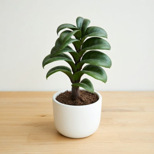 Zamioculcas zamiifolia Zenzi Zamiokulkas zamiolistny P6