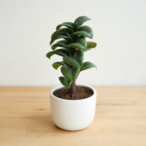Zamioculcas zamiifolia Zenzi Zamiokulkas zamiolistny P6