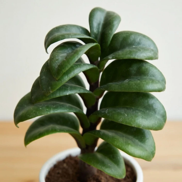 Zamioculcas zamiifolia Zenzi Zamiokulkas zamiolistny P6