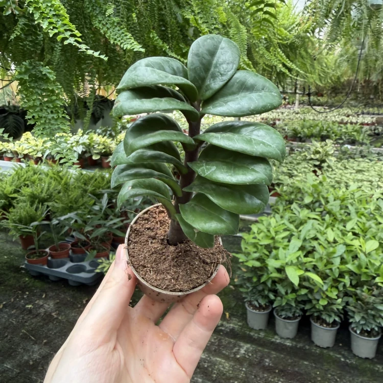 Zamioculcas zamiifolia Zenzi Zamiokulkas zamiolistny P6
