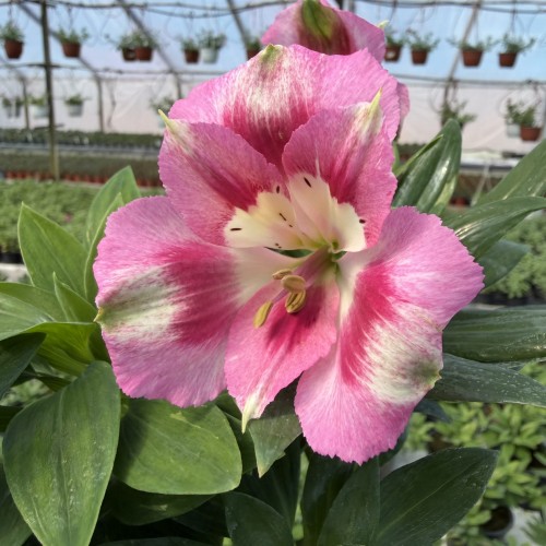Alstroemeria Inticancha Hula Alstromeria