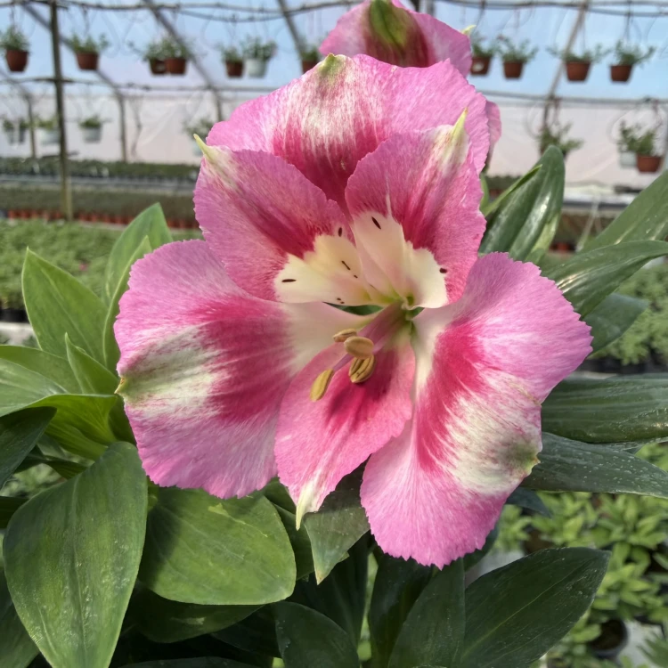 Alstroemeria Inticancha Hula Alstromeria