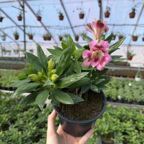 Alstroemeria Inticancha Hula Alstromeria