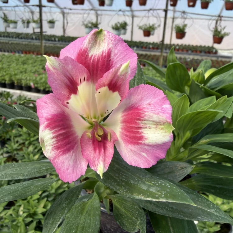 Alstroemeria Inticancha Hula Alstromeria