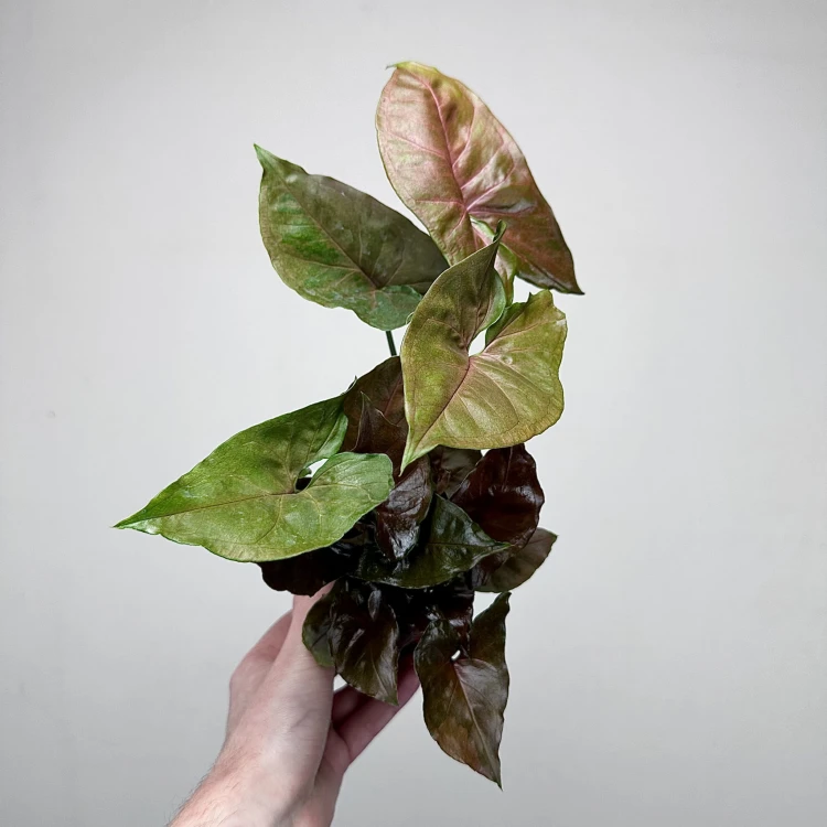 Syngonium Brocante Zroślicha P9 #1