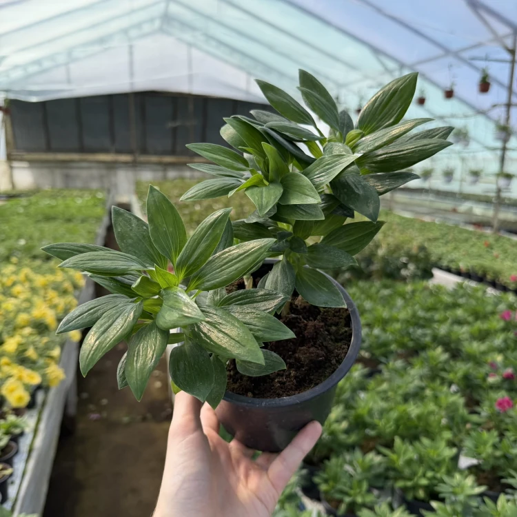 Alstroemeria Inticancha Hula Alstromeria