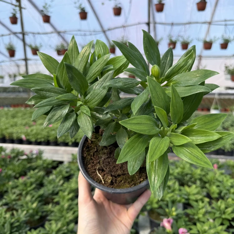 Alstroemeria Inticancha Hula Alstromeria