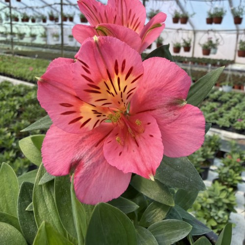 Alstroemeria Inticancha Malaga Alstromeria