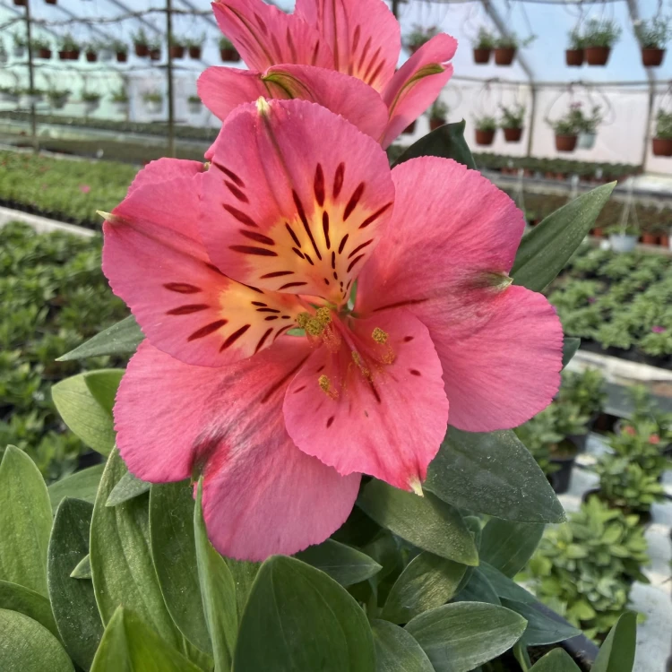 Alstroemeria Inticancha Malaga Alstromeria