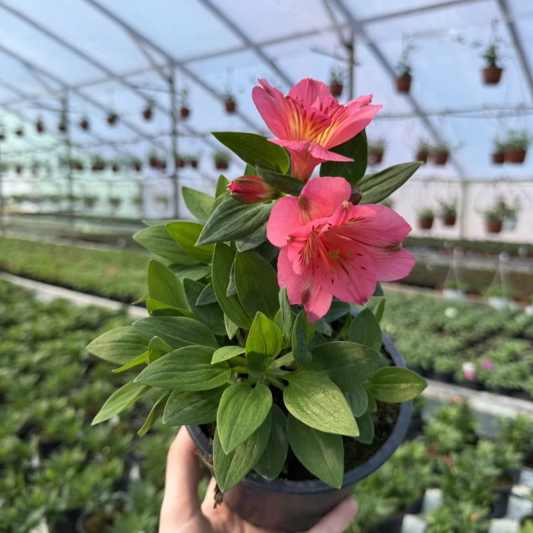 Alstroemeria Inticancha Malaga Alstromeria