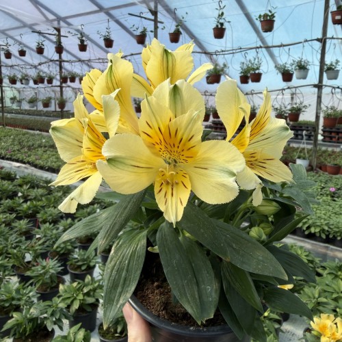 Alstroemeria Inticancha Havana Alstromeria