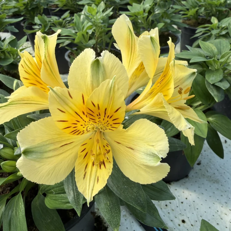 Alstroemeria Inticancha Havana Alstromeria