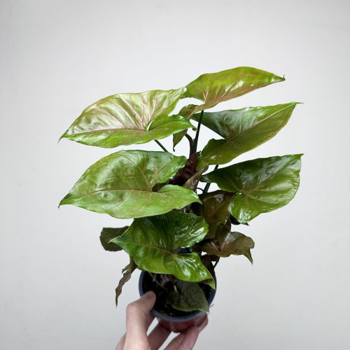 Syngonium Brocante Zroślicha P9 #2