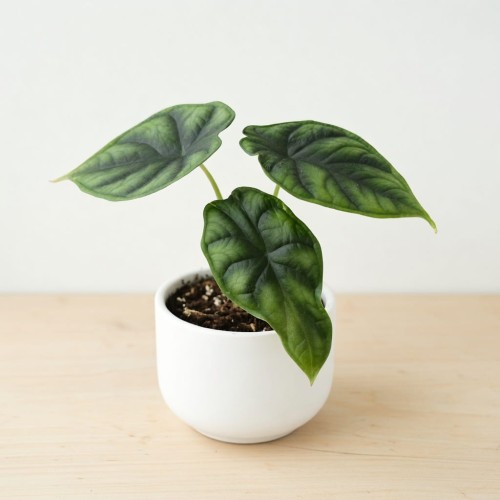 Alocasia Dragon Scale Alokazja P9