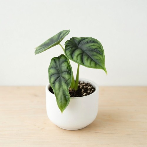 Alocasia Dragon Scale Alokazja P9