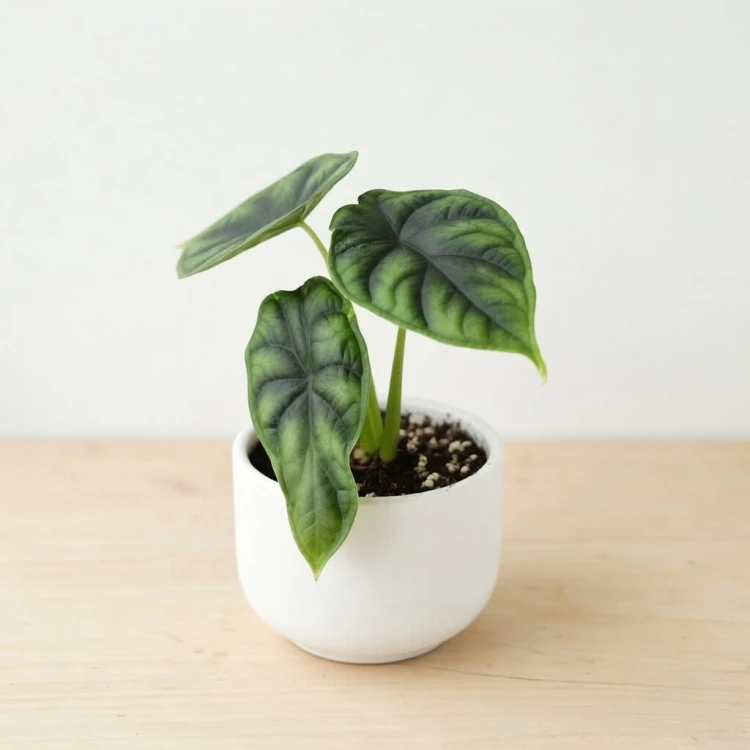 Alocasia Dragon Scale Alokazja P9